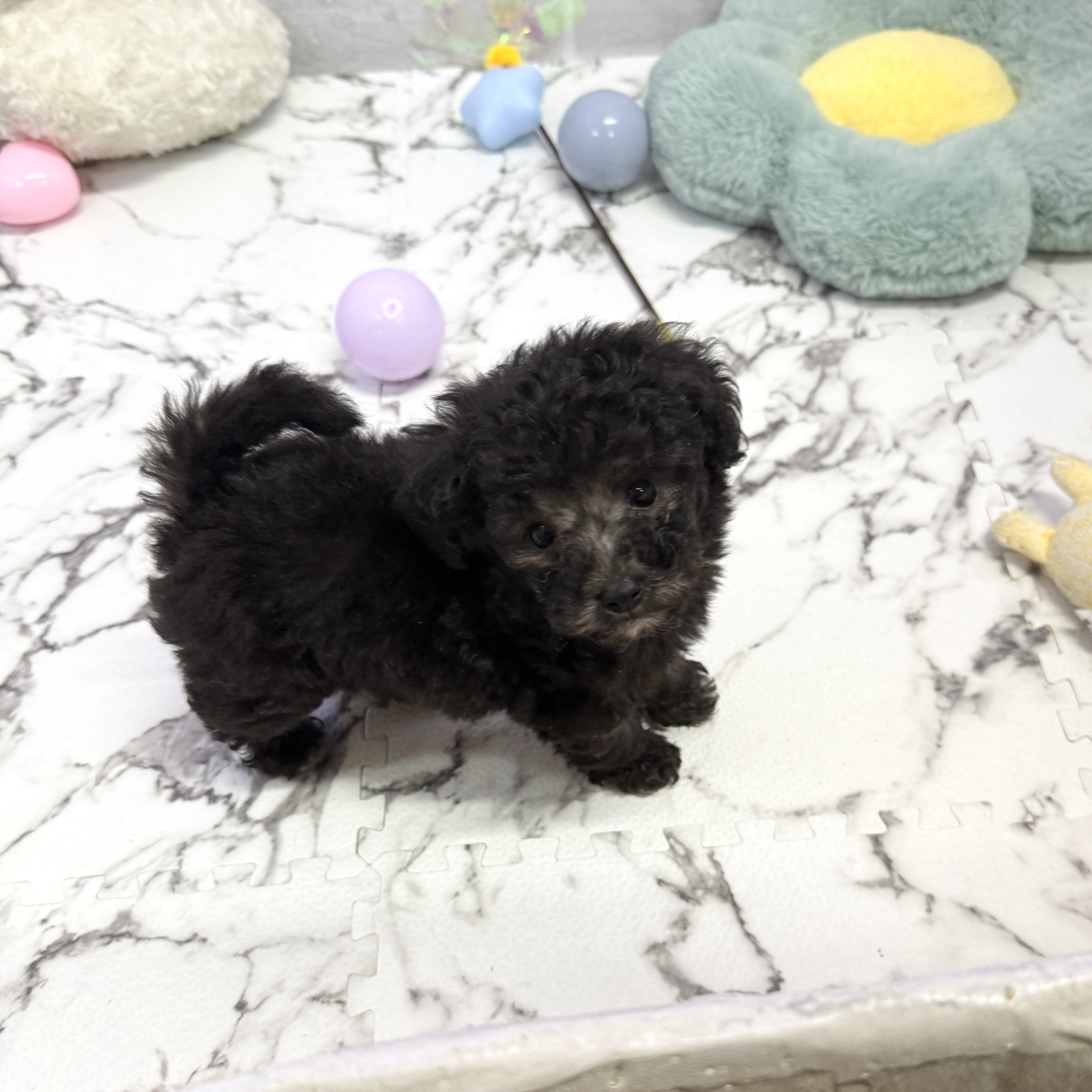 愛知県のタイニープードル (犬の家＆猫の里岡崎店/2025年8月1日生まれ/女の子/シルバー)の子犬の4枚目の画像