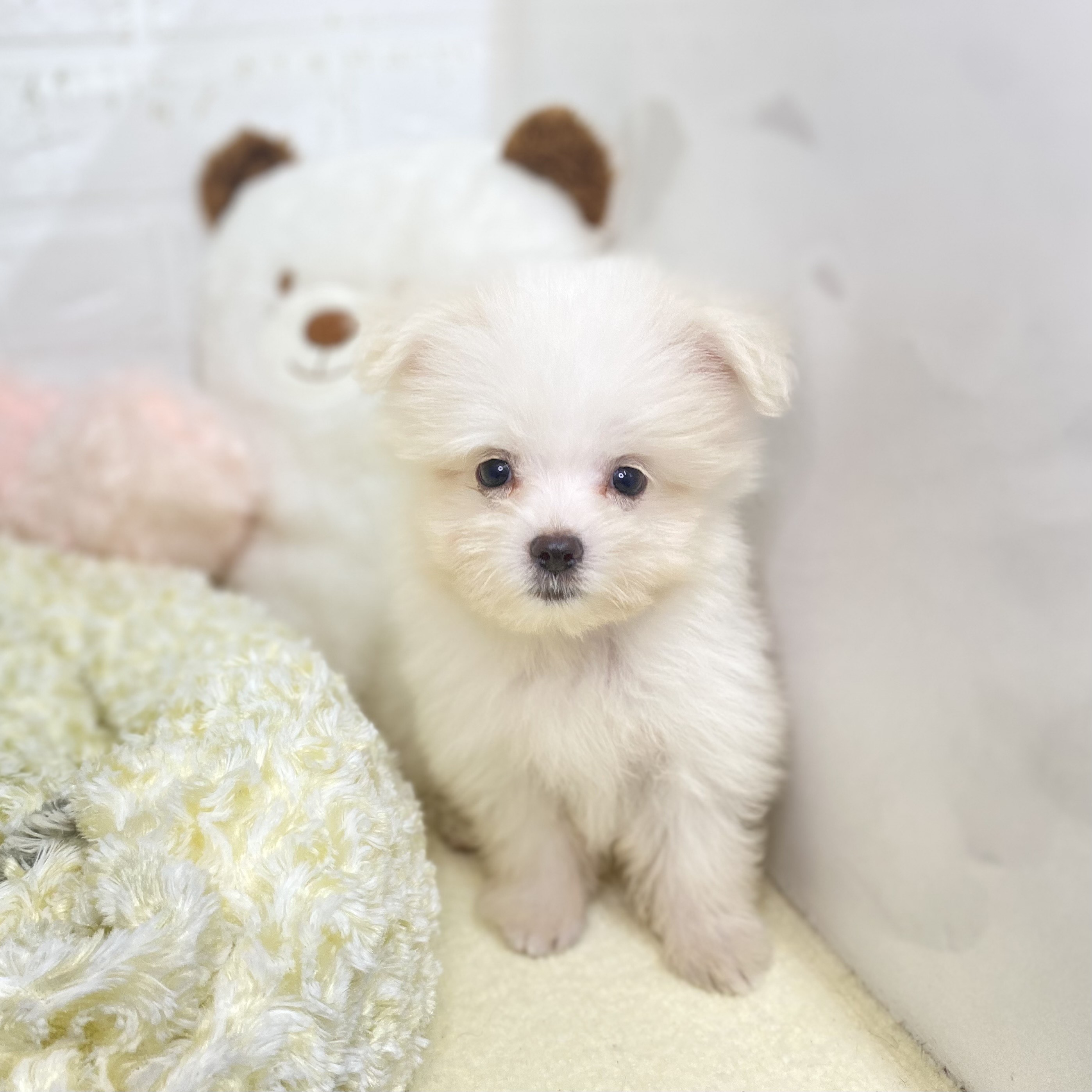 長野県のポメマル/マルポメ(ポメラニアン×マルチーズ) (犬の家＆猫の里長野店/2025年8月1日生まれ/男の子/クリーム)の子犬の1枚目の画像