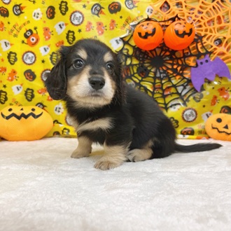 静岡県のミニチュアダックスフンド(ロング) (犬の家＆猫の里マークイズ静岡店/2025年8月4日生まれ/男の子/ブラックイエロー)の子犬の4枚目の画像