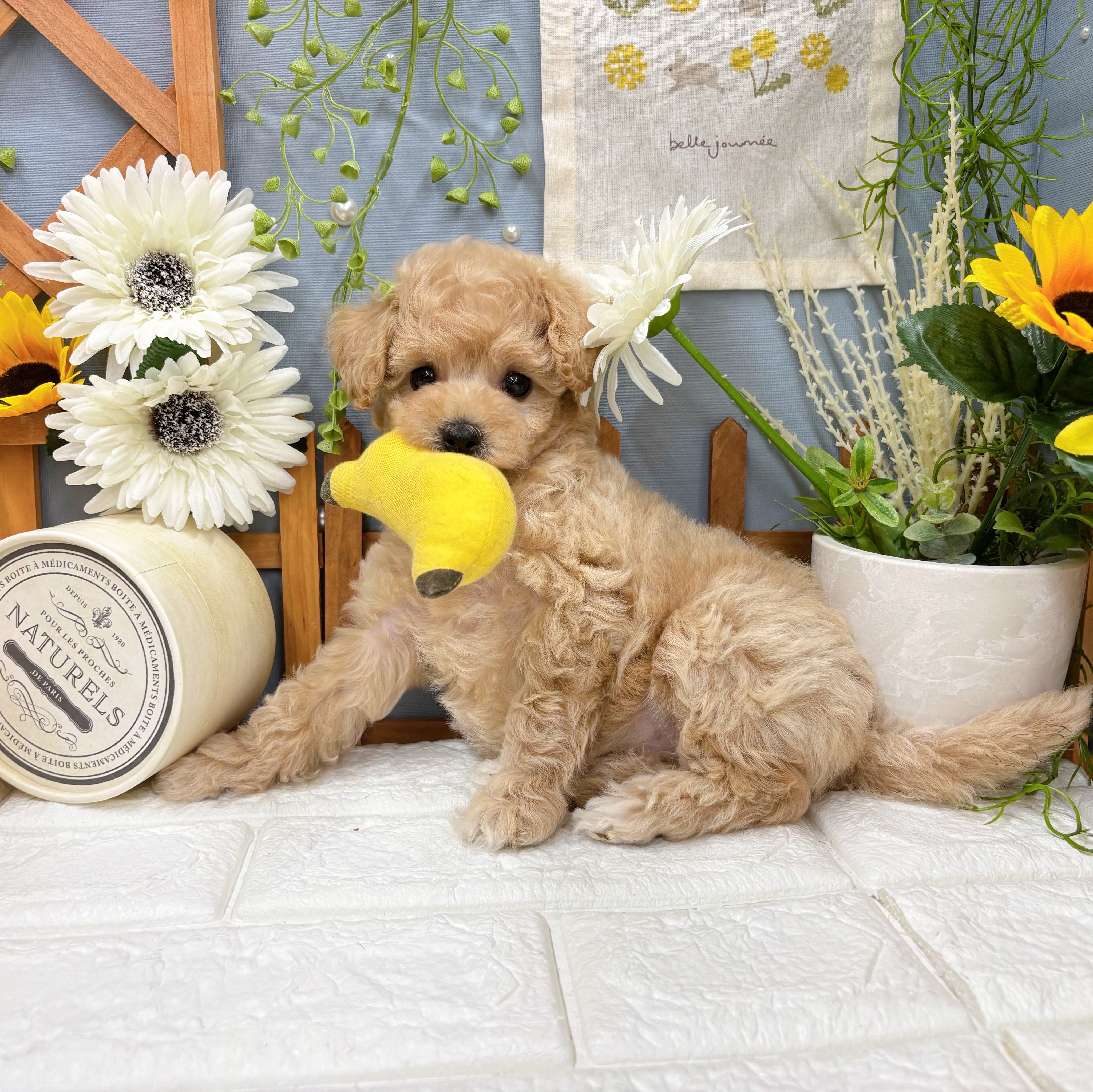 千葉県のビションプー(ビションフリーゼ×プードル) (犬の家＆猫の里ワンズモール稲毛店/2025年8月4日生まれ/女の子/アプリコット)の子犬の4枚目の画像