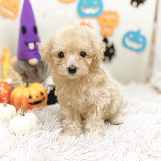 静岡県のビションプー(ビションフリーゼ×プードル) (犬の家＆猫の里藤枝店/2025年8月4日生まれ/男の子/アプリコット)の子犬の1枚目の画像