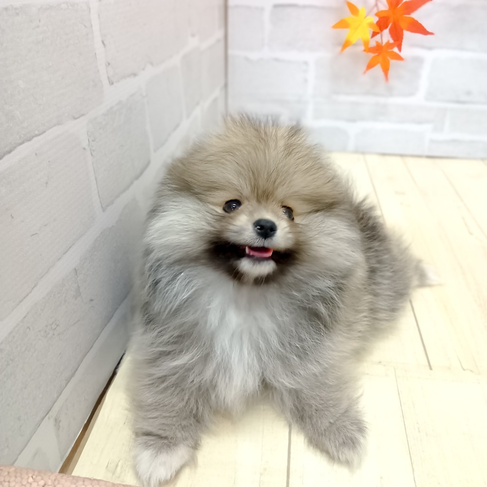 静岡県のポメラニアン (犬の家＆猫の里プレ葉ウォーク浜北店/2025年8月5日生まれ/男の子/オレンジセーブル)の子犬の4枚目の画像