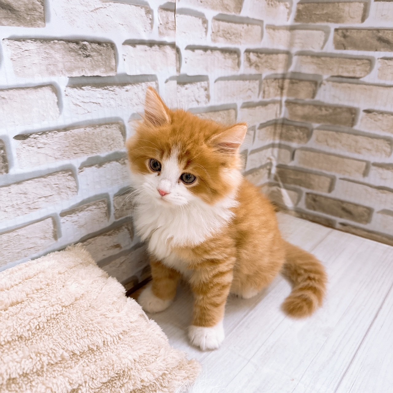 神奈川県のサイベリアン (犬の家＆猫の里モザイクモール港北店/2025年8月2日生まれ/男の子/レッドタビーホワイト)の子猫の4枚目の画像