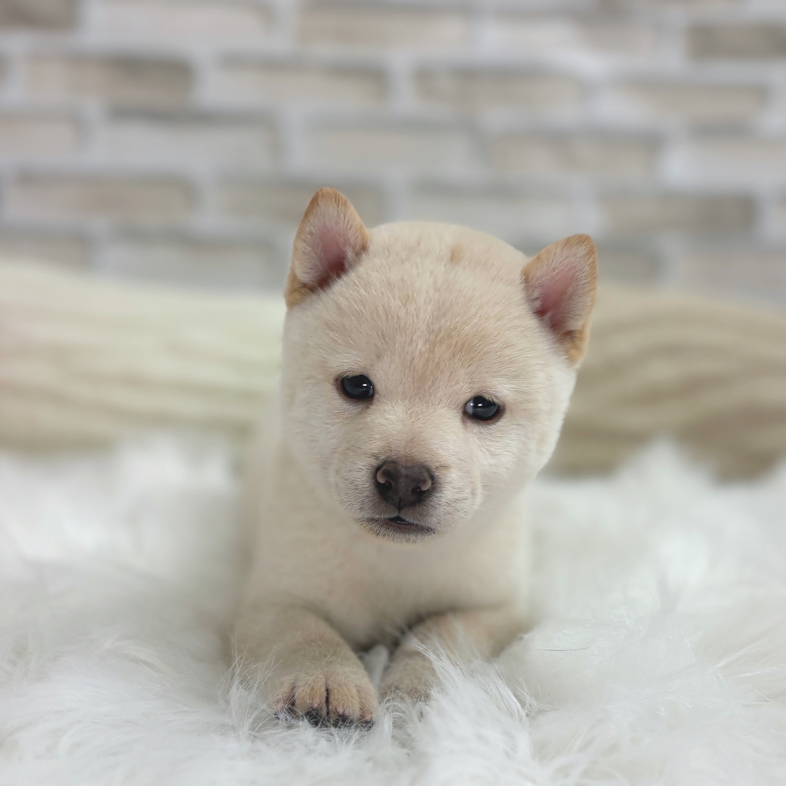 神奈川県の豆柴 (犬の家＆猫の里モザイクモール港北店/2025年8月3日生まれ/男の子/白)の子犬の4枚目の画像