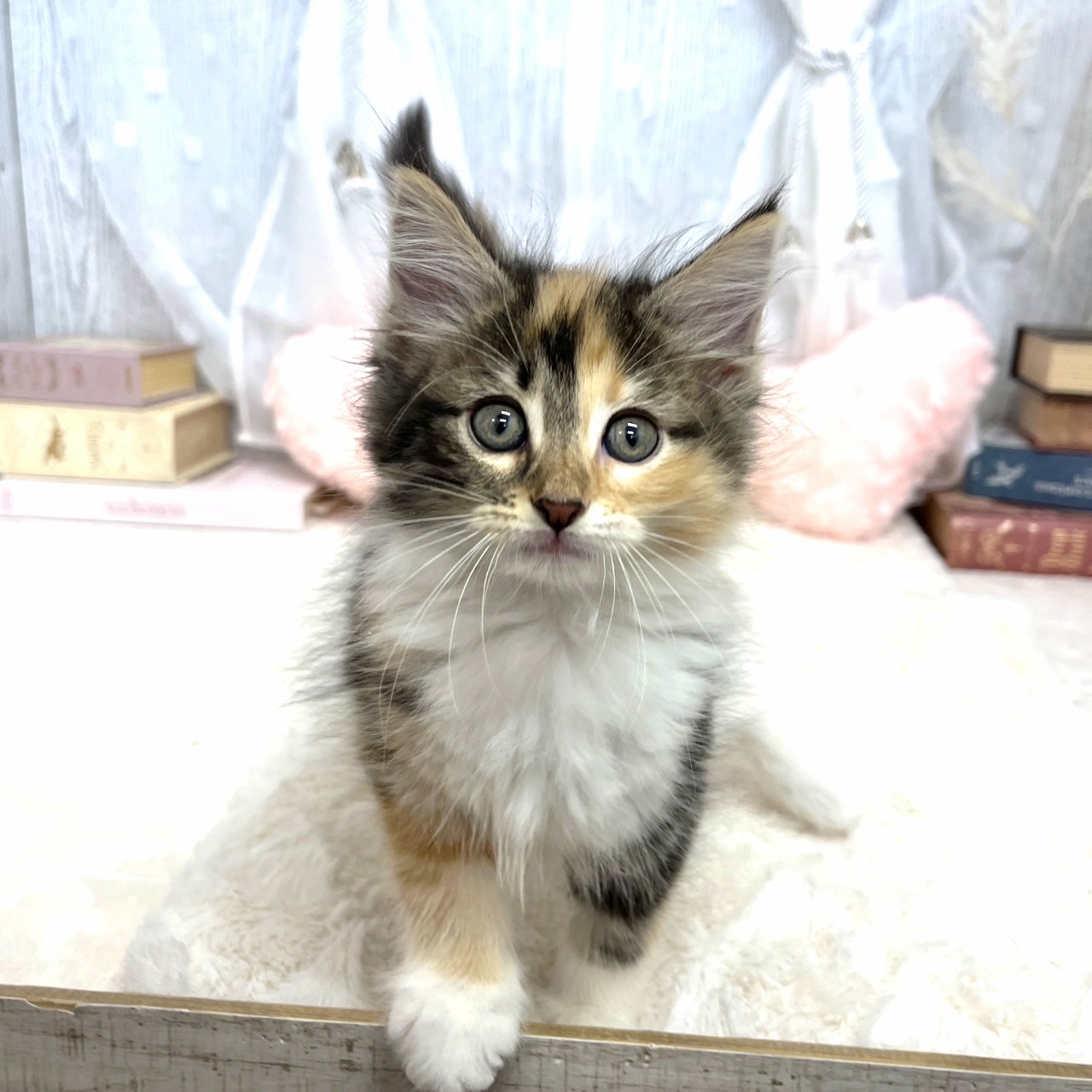神奈川県のノルウェージャンフォレストキャット (犬の家＆猫の里相模原店/2025年8月2日生まれ/女の子/キャリコ)の子猫の4枚目の画像