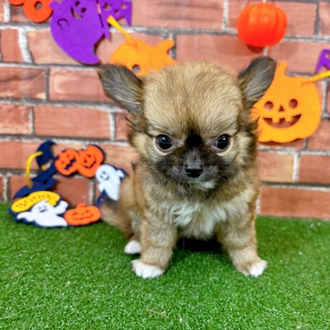 神奈川県のチワワ(ロング) (犬の家＆猫の里小田原店/2025年8月1日生まれ/男の子/レッドホワイト)の子犬の1枚目の画像