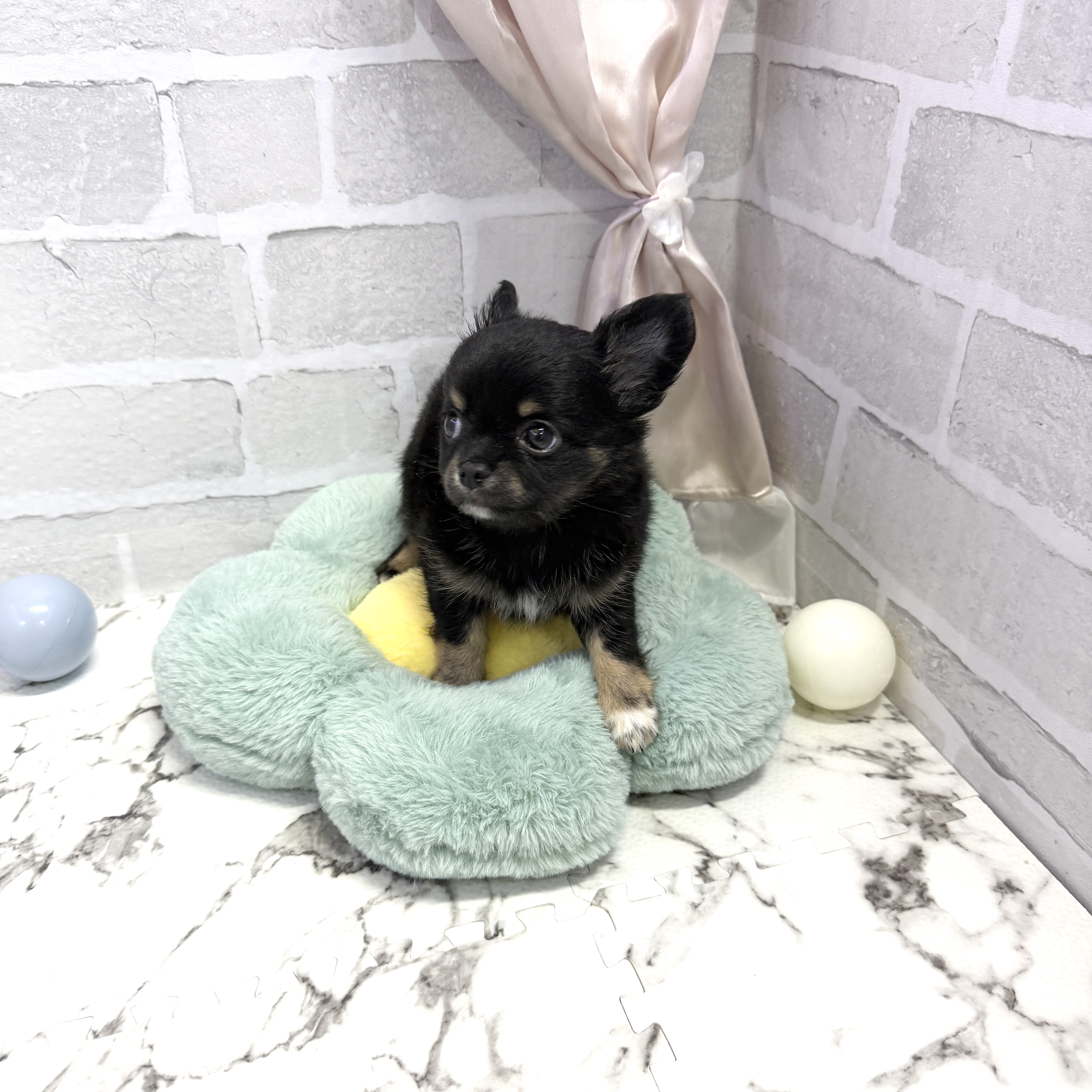 愛知県のチワワ(ロング) (犬の家＆猫の里岡崎店/2025年8月3日生まれ/男の子/ブラックタンホワイト)の子犬の4枚目の画像