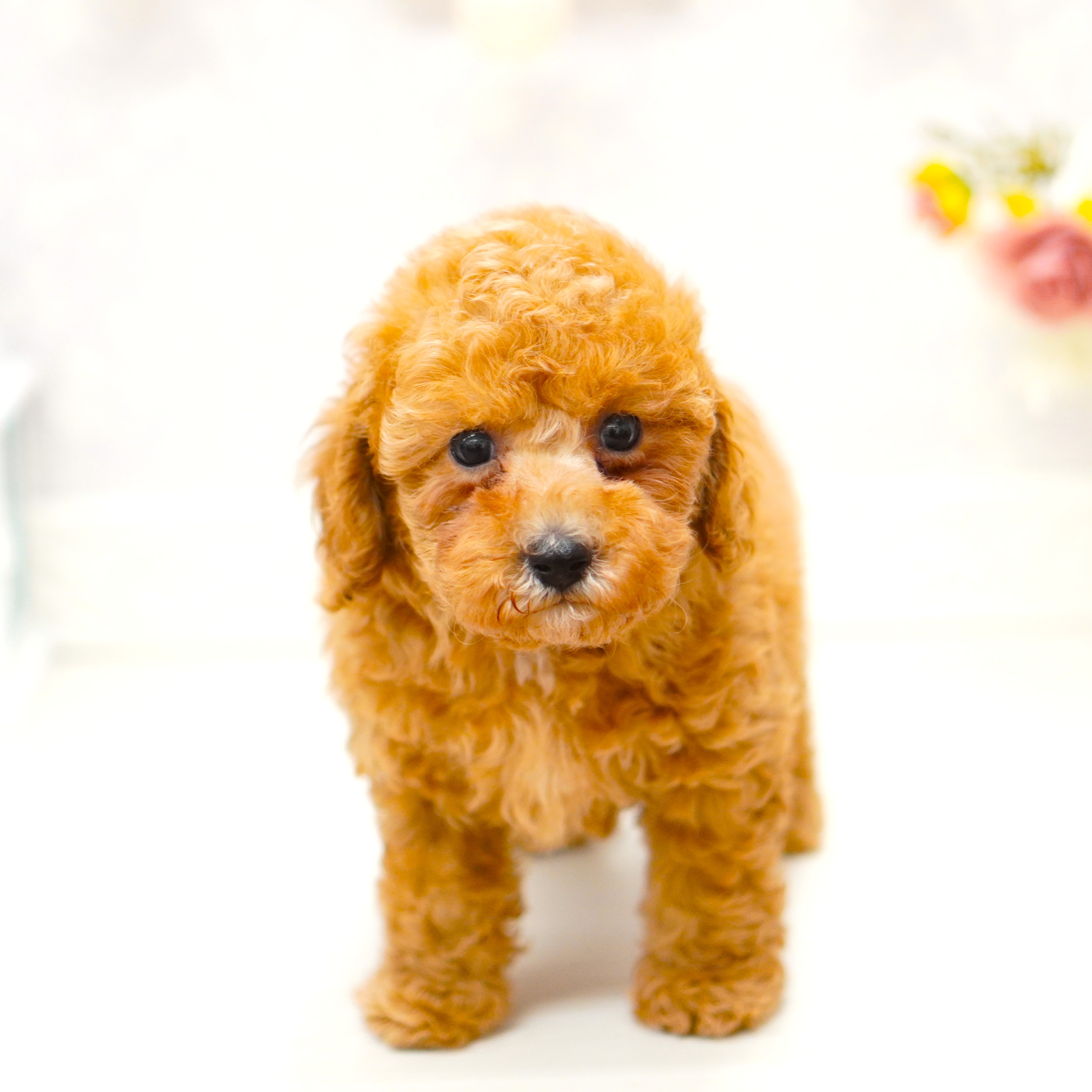 富山県のトイプードル(トイ) (犬の家＆猫の里アミーゴ山室店/2025年8月1日生まれ/男の子/オレンジフォーン)の子犬の4枚目の画像