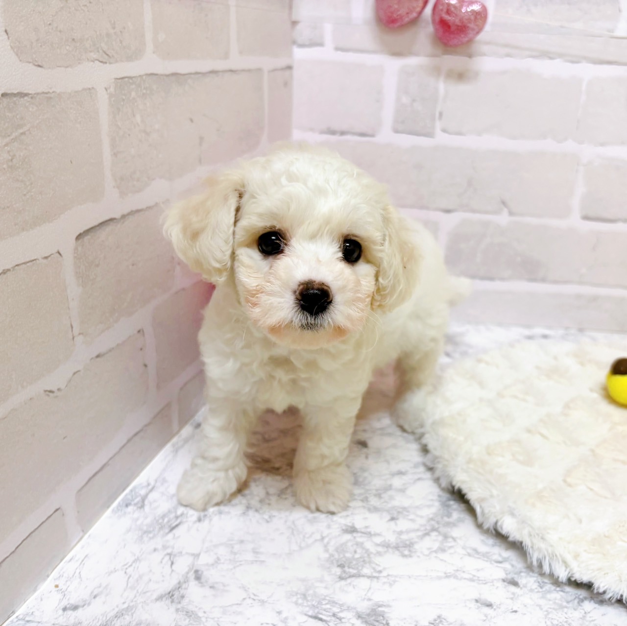 京都府のビションフリーゼ (犬の家＆猫の里京都精華店/2025年8月5日生まれ/女の子/ホワイト)の子犬の4枚目の画像