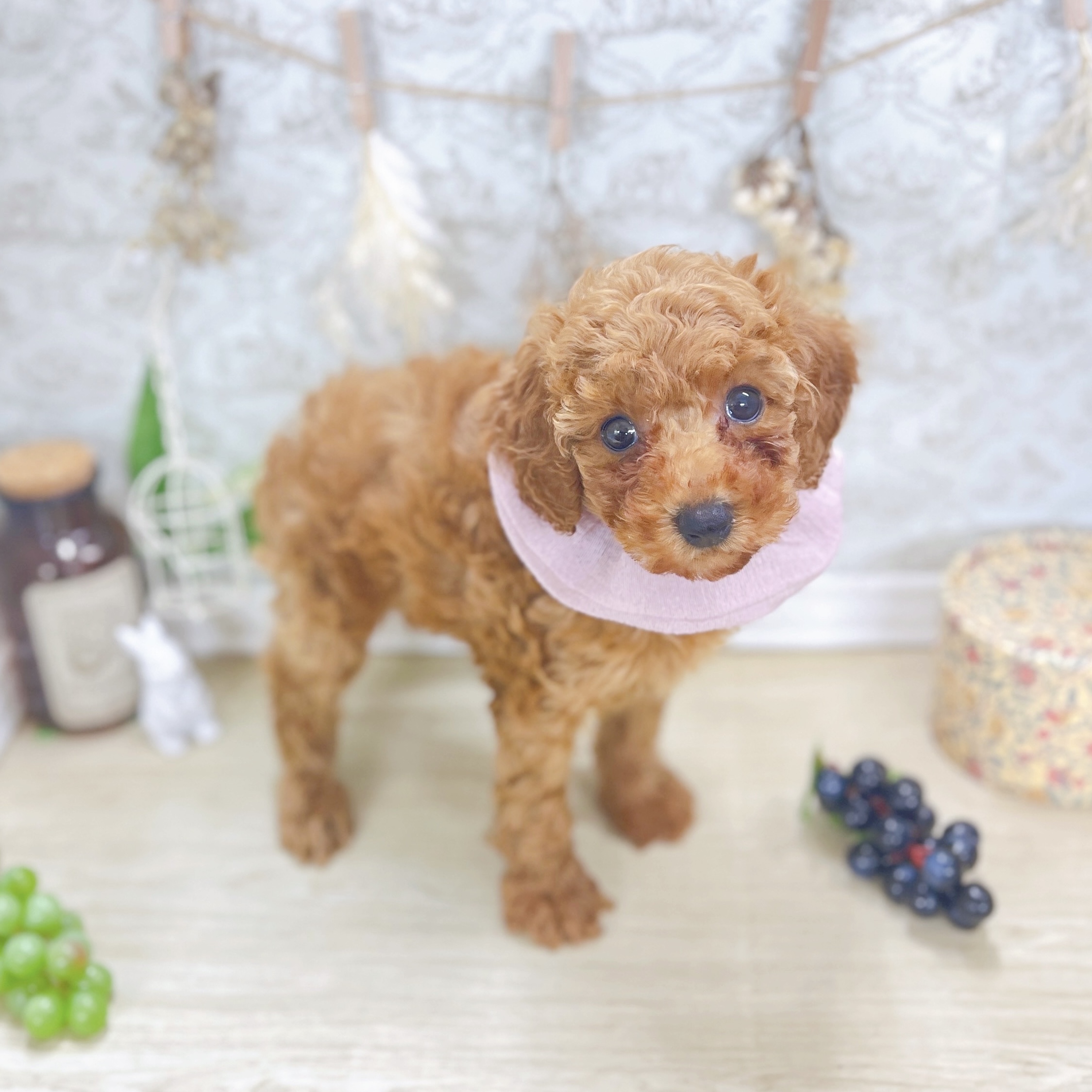 福井県のトイプードル(トイ) (犬の家＆猫の里アミーゴ福井大和田店/2025年8月4日生まれ/女の子/レッド)の子犬の4枚目の画像