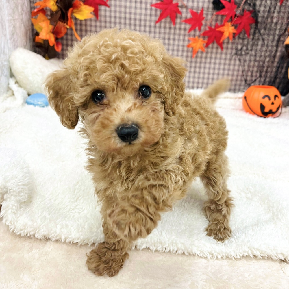 愛知県のトイプードル(トイ) (犬の家＆猫の里エアポートウォーク店/2025年8月4日生まれ/女の子/アプリコット)の子犬の4枚目の画像