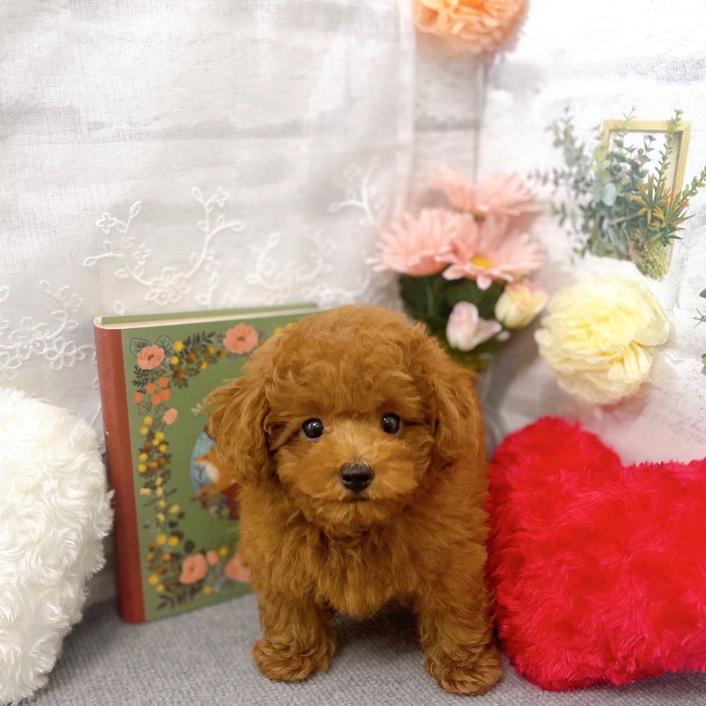 京都府のトイプードル(トイ) (犬の家＆猫の里京都樟葉店/2025年8月4日生まれ/男の子/レッドフォーン)の子犬の4枚目の画像