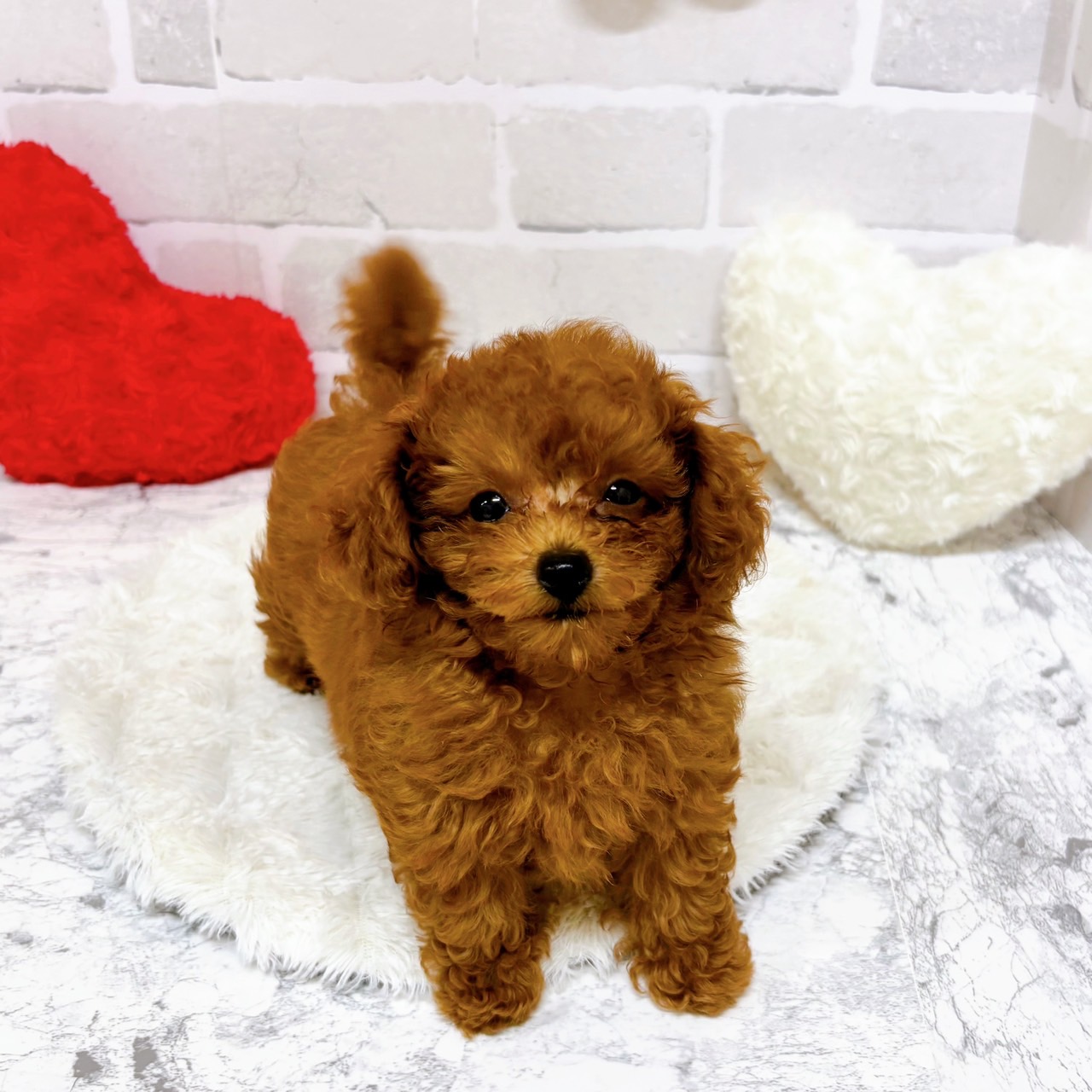 京都府のトイプードル(トイ) (犬の家＆猫の里京都精華店/2025年8月4日生まれ/男の子/レッドフォーン)の子犬の4枚目の画像
