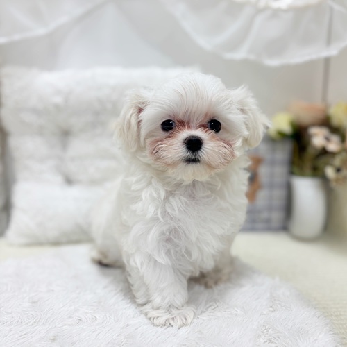 岐阜県のマルチーズ (犬の家＆猫の里カラフルタウン岐阜店/2025年8月6日生まれ/女の子/ホワイト)の子犬の4枚目の画像