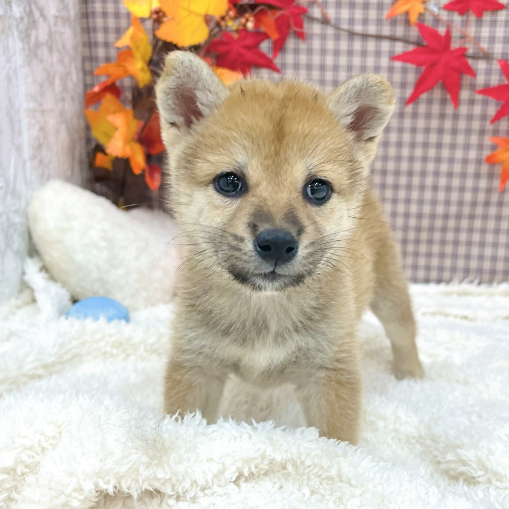 愛知県の柴犬(標準サイズ) (犬の家＆猫の里エアポートウォーク店/2025年8月5日生まれ/女の子/赤)の子犬の4枚目の画像