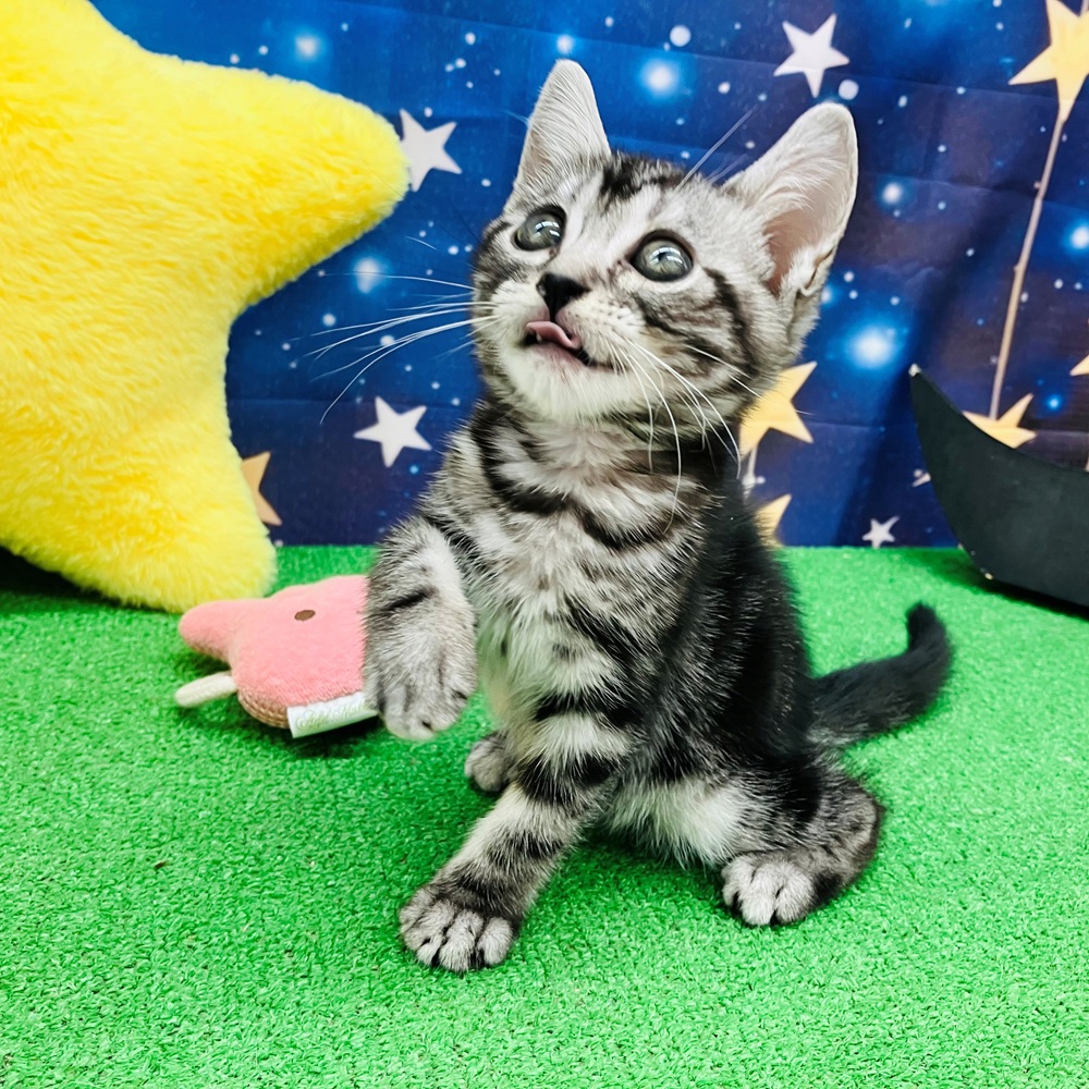 愛知県のアメリカンショートヘアー (犬の家＆猫の里名古屋天白店/2025年8月4日生まれ/男の子/シルバータビー)の子猫の4枚目の画像