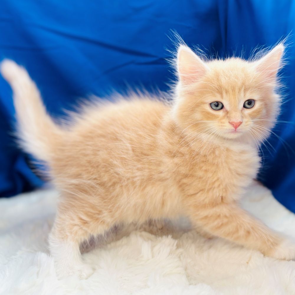 愛知県のノルウェージャンフォレストキャット (犬の家＆猫の里愛知刈谷店/2025年8月6日生まれ/男の子/クリームタビーホワイト)の子猫の4枚目の画像