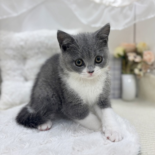岐阜県のブリティッシュショートヘアー (犬の家＆猫の里カラフルタウン岐阜店/2025年8月2日生まれ/女の子/ブルーホワイト)の子猫の4枚目の画像
