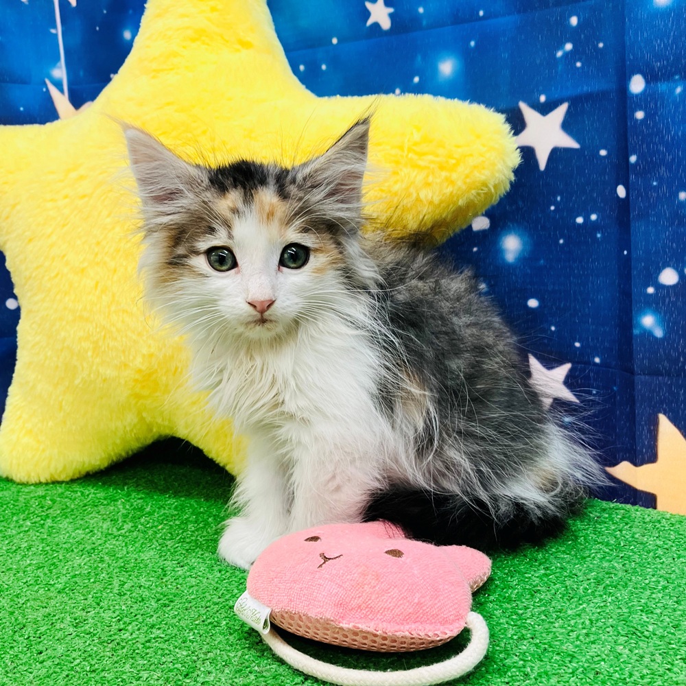 愛知県のノルウェージャンフォレストキャット (犬の家＆猫の里名古屋天白店/2025年8月6日生まれ/女の子/ブルーパッチドタビーホワイト)の子猫の4枚目の画像