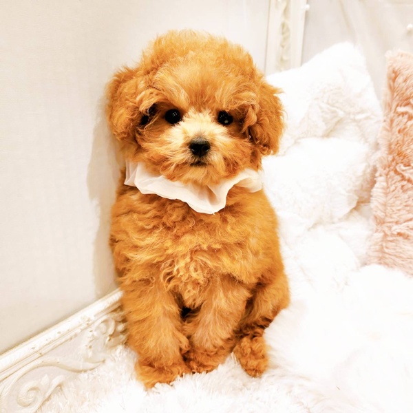 福井県のトイプードル(ティーカップ) (犬の家＆猫の里福井店/2025年8月3日生まれ/女の子/オレンジフォーン)の子犬の4枚目の画像