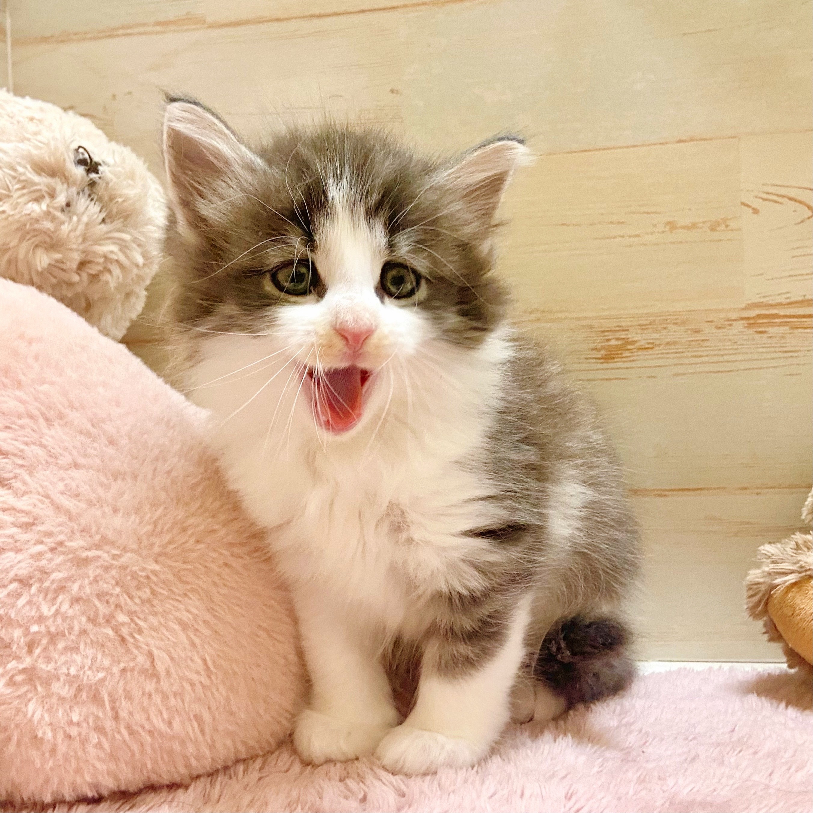 兵庫県のノルウェージャンフォレストキャット (犬の家＆猫の里神戸店/2025年8月5日生まれ/男の子/シルバータビーホワイト)の子猫の4枚目の画像