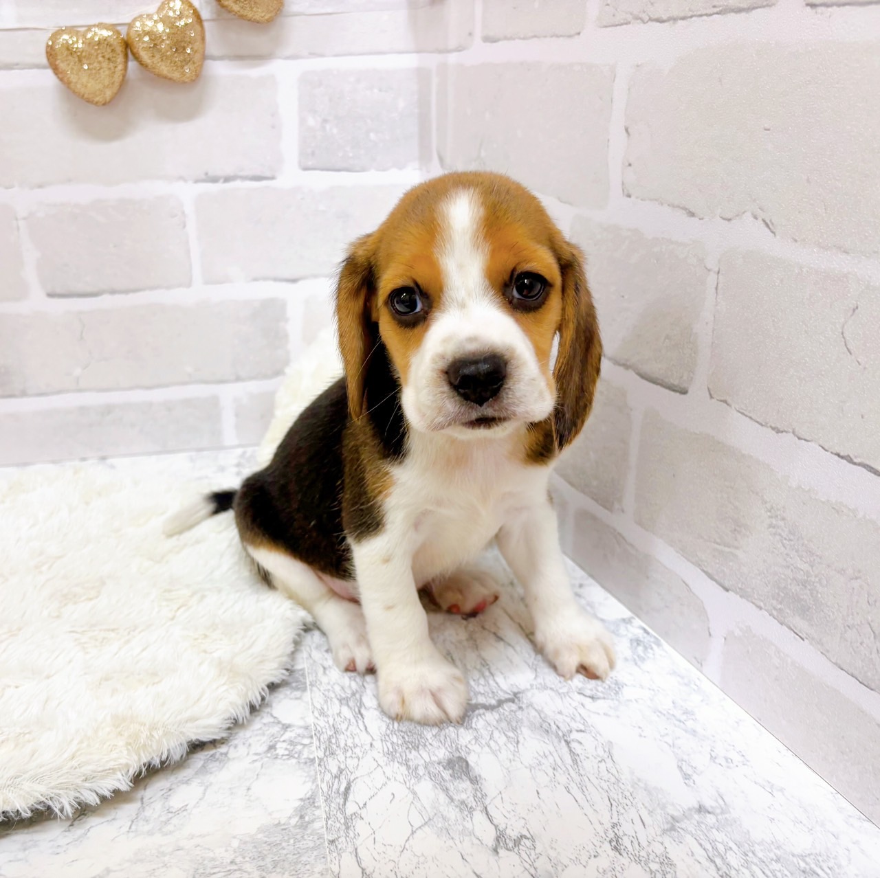 京都府のビーグル (犬の家＆猫の里京都精華店/2025年8月7日生まれ/女の子/ブラックタンホワイト)の子犬の4枚目の画像