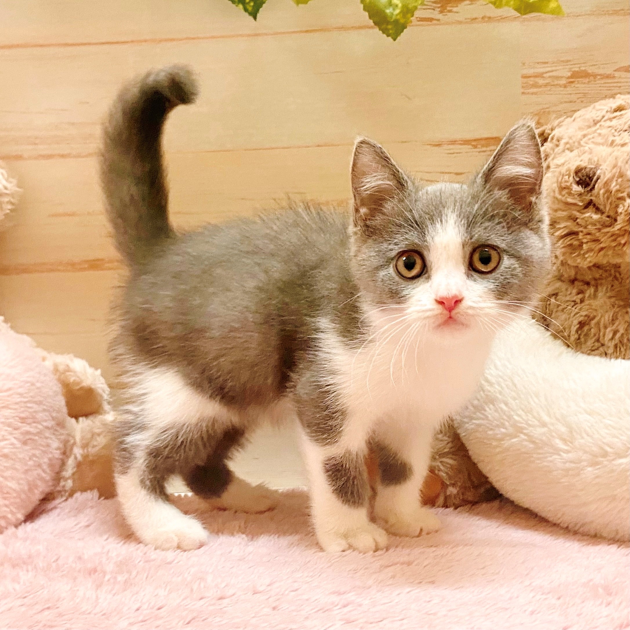 兵庫県のブリティッシュショートヘアー (犬の家＆猫の里神戸店/2025年8月5日生まれ/男の子/ブルーホワイト)の子猫の1枚目の画像
