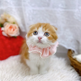 滋賀県のスコティッシュフォールド (犬の家＆猫の里長浜店/2025年7月31日生まれ/男の子/レッドタビーホワイト)の子猫の4枚目の画像