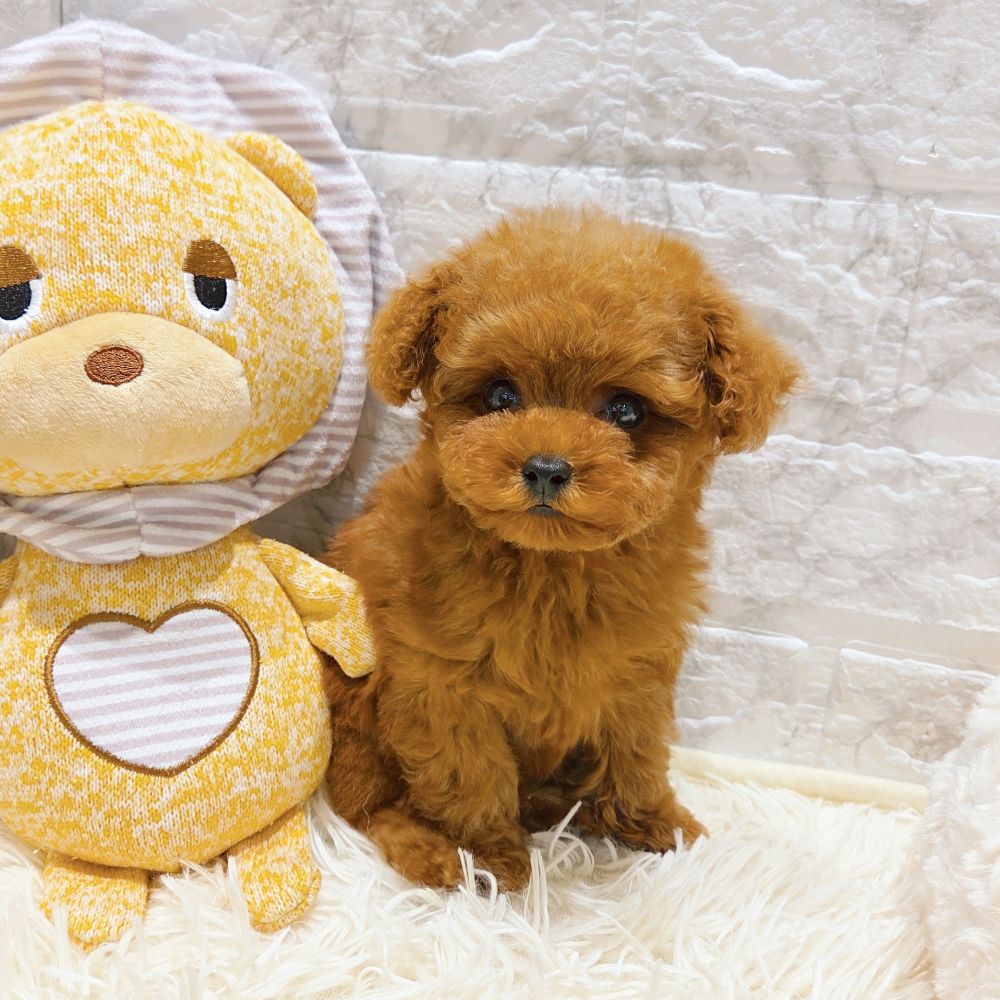 愛知県のタイニープードル (犬の家＆猫の里MiO香久山店/2025年8月7日生まれ/女の子/レッド)の子犬の4枚目の画像