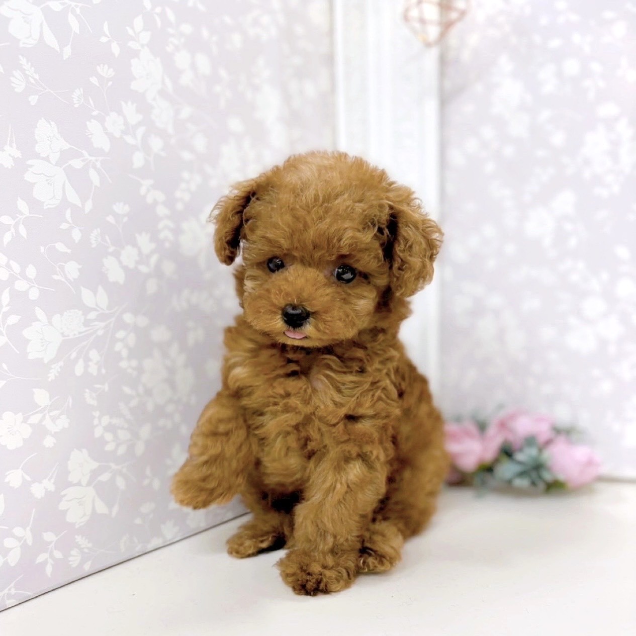 富山県のタイニープードル (犬の家＆猫の里アミーゴ高岡蓮花寺店/2025年8月7日生まれ/女の子/レッド)の子犬の4枚目の画像