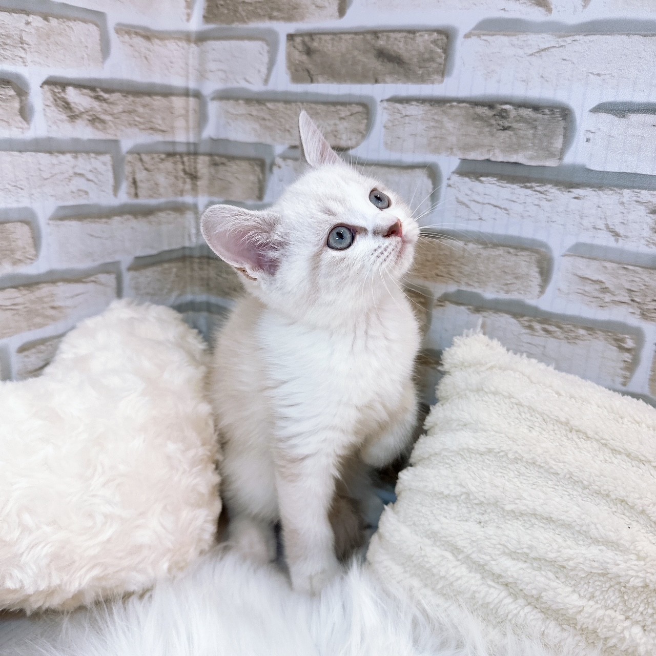 神奈川県のスコティッシュフォールド (犬の家＆猫の里モザイクモール港北店/2025年8月7日生まれ/女の子/ブルーリンクスポイントホワイト)の子猫の4枚目の画像