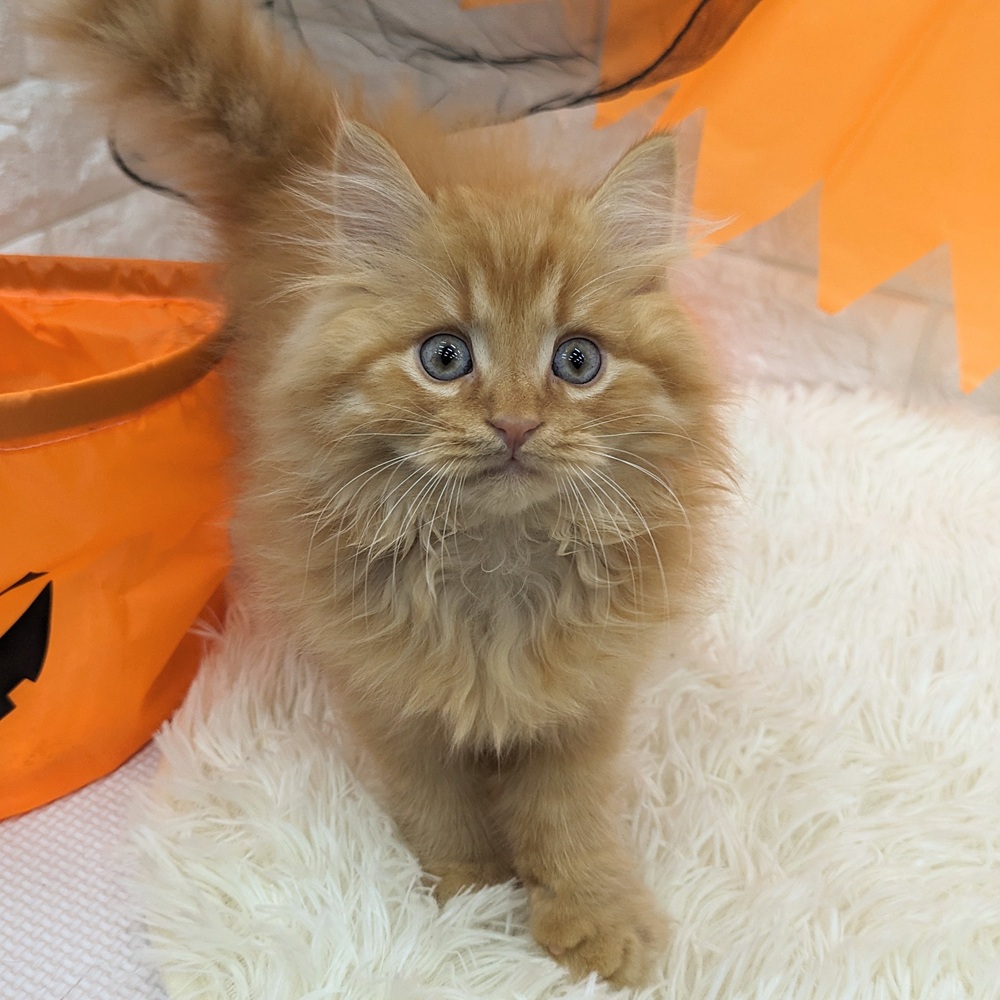 愛知県のスコティッシュフォールド (犬の家＆猫の里MEGAドン・キホーテ東海名和店/2025年8月5日生まれ/男の子/レッドタビー)の子猫の4枚目の画像