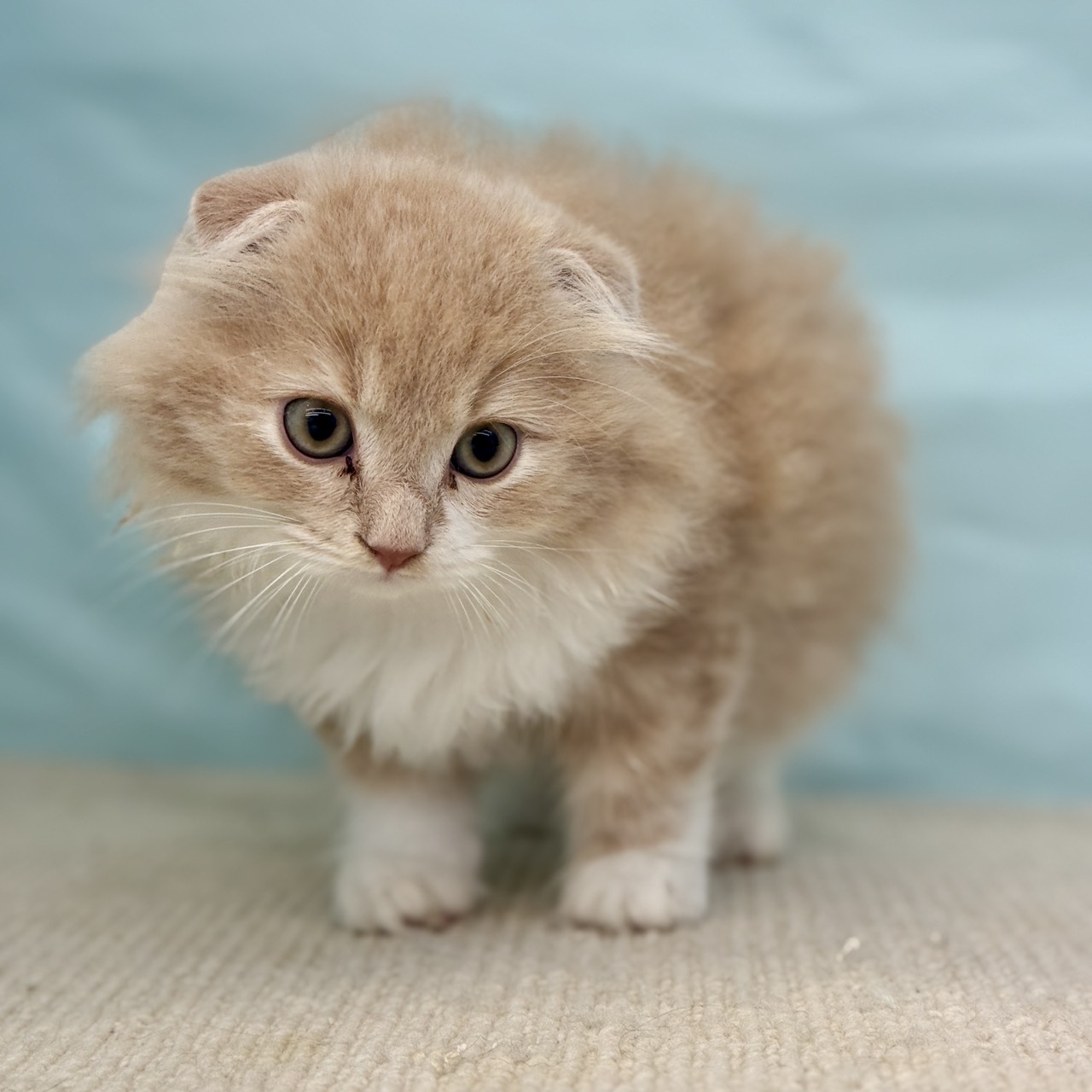 愛知県のスコティッシュフォールド (犬の家＆猫の里春日井本店/2025年8月5日生まれ/男の子/クリームタビーホワイト)の子猫の4枚目の画像