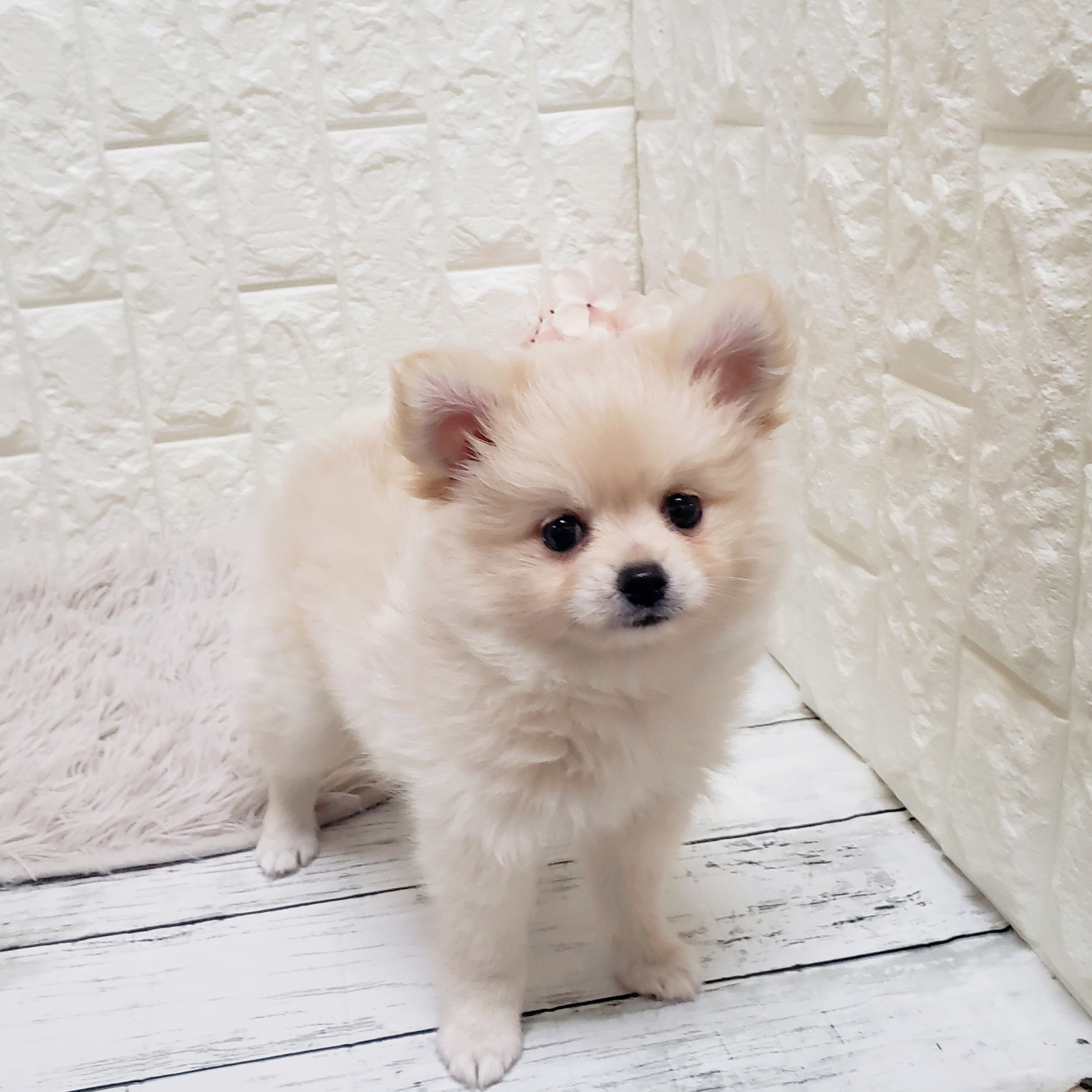 岡山県のポメチワ/チワポメ/ポメチー(ポメラニアン×チワワ) (犬の家＆猫の里岡山店/2025年8月8日生まれ/男の子/クリーム)の子犬の4枚目の画像