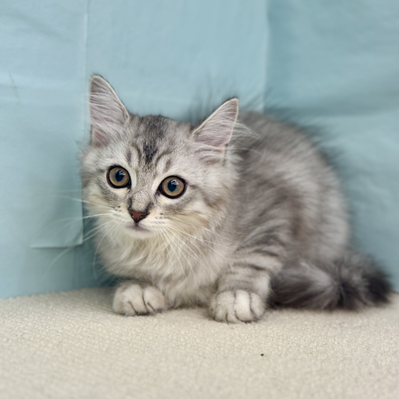 静岡県のマンチカン シルバータビー＆ホワイト 男の子のご紹介(194120