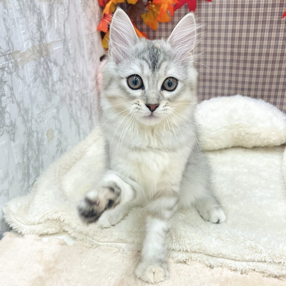 愛知県のマンチカン (犬の家＆猫の里エアポートウォーク店/2025年7月31日生まれ/女の子/シルバーパッチドタビーホワイト)の子猫の4枚目の画像