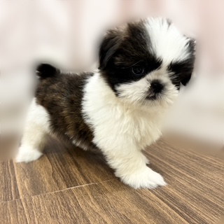 兵庫県のシーズー (犬の家＆猫の里カナート西神戸店/2025年8月4日生まれ/女の子/ゴールドホワイト)の子犬の4枚目の画像