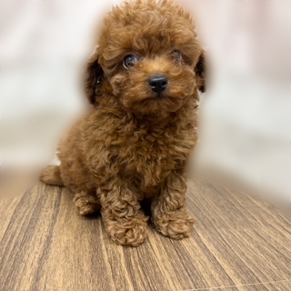 兵庫県のトイプードル(トイ) (犬の家＆猫の里カナート西神戸店/2025年8月9日生まれ/男の子/レッド)の子犬の4枚目の画像