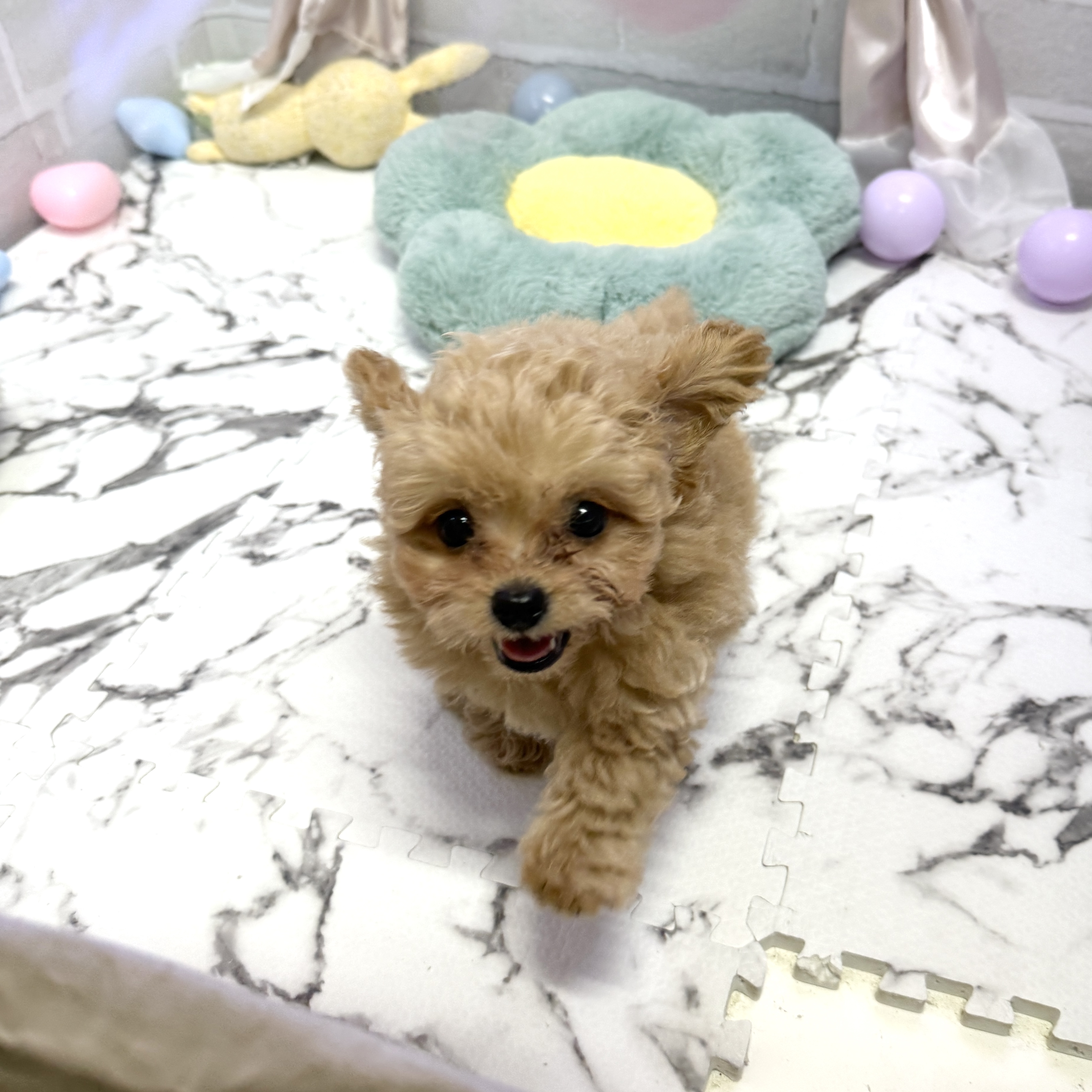 愛知県のチワプー/プーチー(チワワ×プードル) (犬の家＆猫の里岡崎店/2025年8月9日生まれ/男の子/アプリコット)の子犬の4枚目の画像