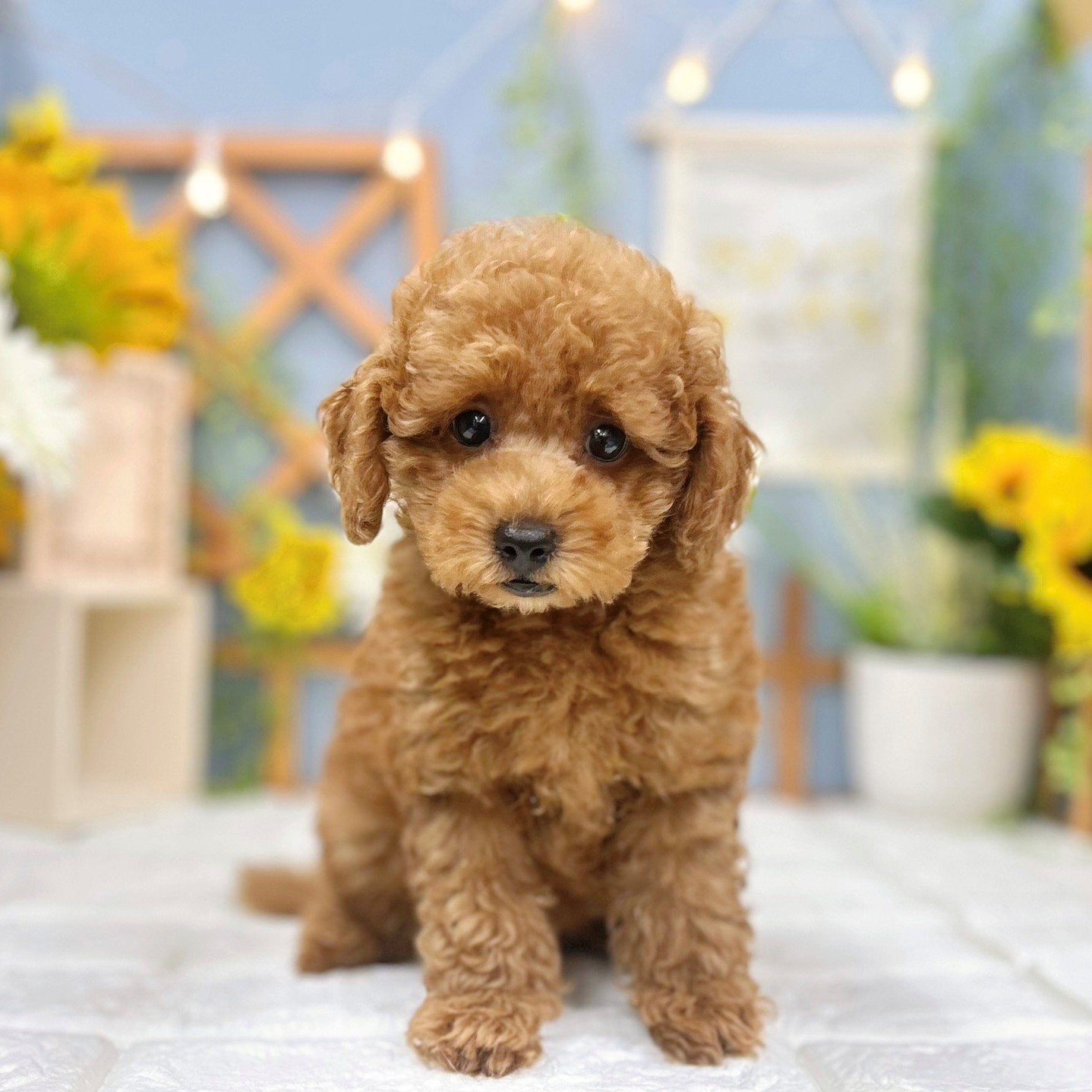 千葉県のトイプードル(トイ) (犬の家＆猫の里ワンズモール稲毛店/2025年8月10日生まれ/男の子/レッドフォーン)の子犬の4枚目の画像