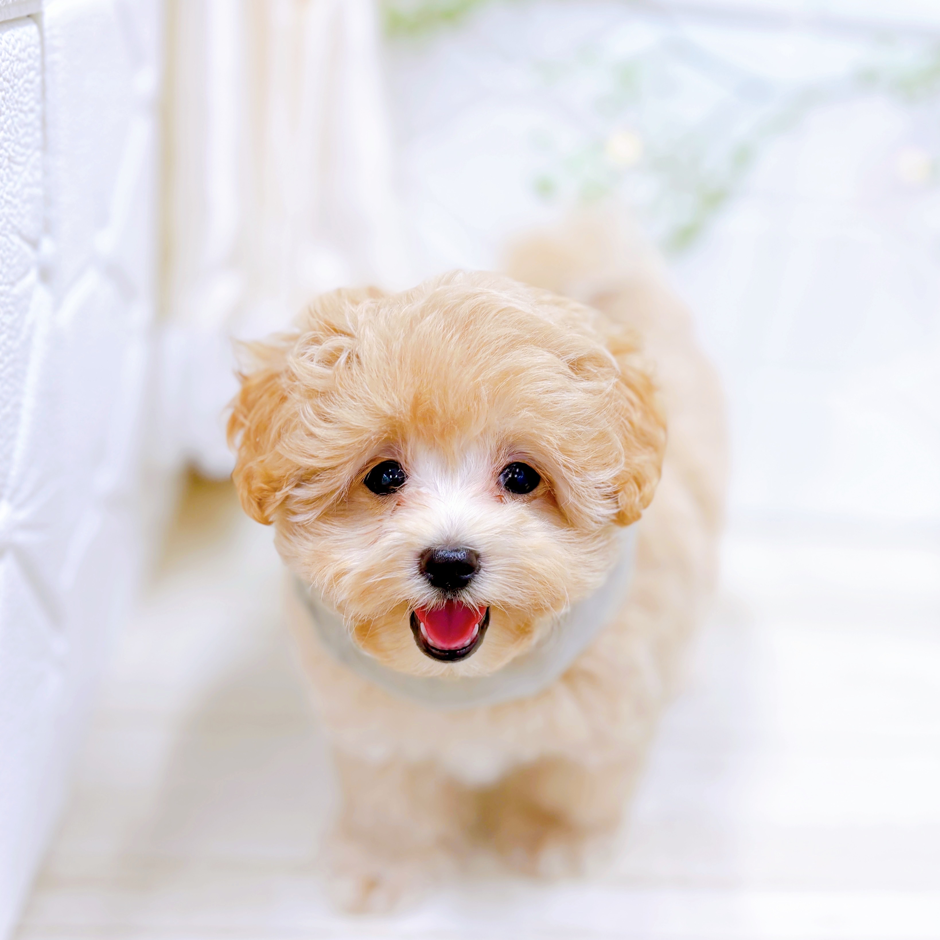 福井県のマルプー(マルチーズ×プードル) (犬の家＆猫の里アミーゴ福井店/2025年8月7日生まれ/男の子/アプリコット)の子犬の4枚目の画像