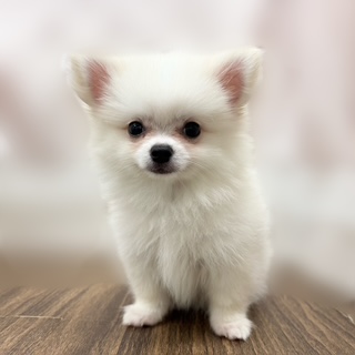 兵庫県のポメチワ/チワポメ/ポメチー(ポメラニアン×チワワ) (犬の家＆猫の里カナート西神戸店/2025年8月9日生まれ/男の子/クリーム)の子犬の4枚目の画像
