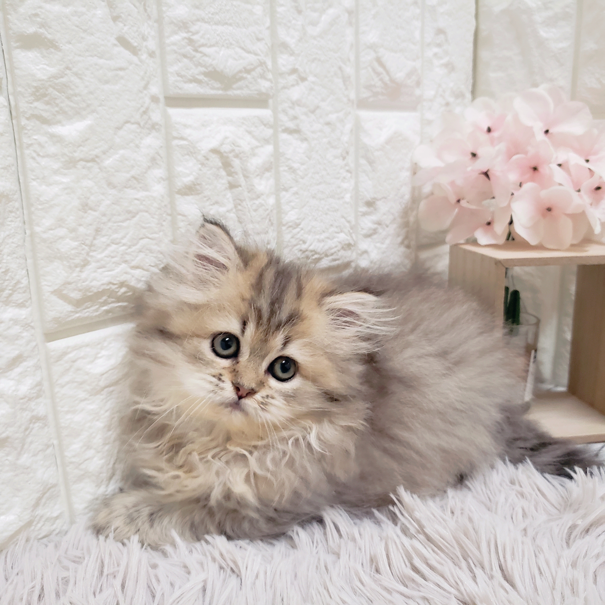 岡山県のペルシャ (犬の家＆猫の里岡山店/2025年8月10日生まれ/女の子/チンチラゴールデン)の子猫の1枚目の画像