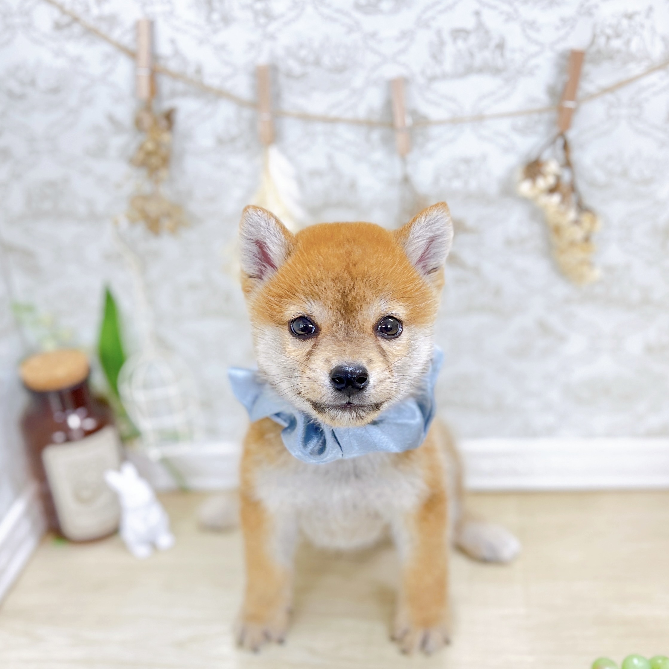 福井県の柴犬(標準サイズ) (犬の家＆猫の里アミーゴ福井大和田店/2025年8月7日生まれ/男の子/赤)の子犬の1枚目の画像