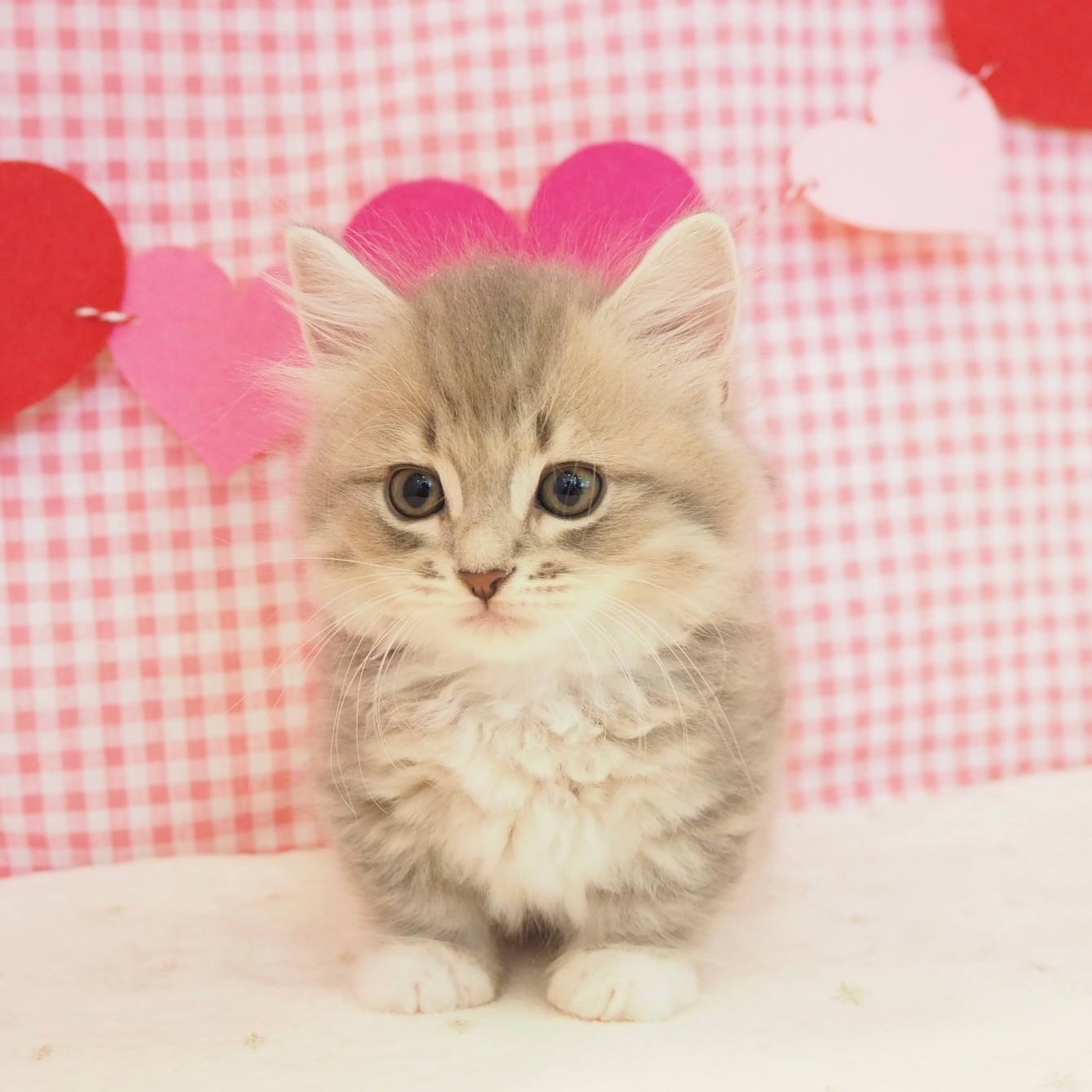 大阪府のミヌエット (犬の家&猫の里もりのみやキューズモールBASE店/2025年8月8日生まれ/女の子/ブルータビーホワイト)の子猫の1枚目の画像