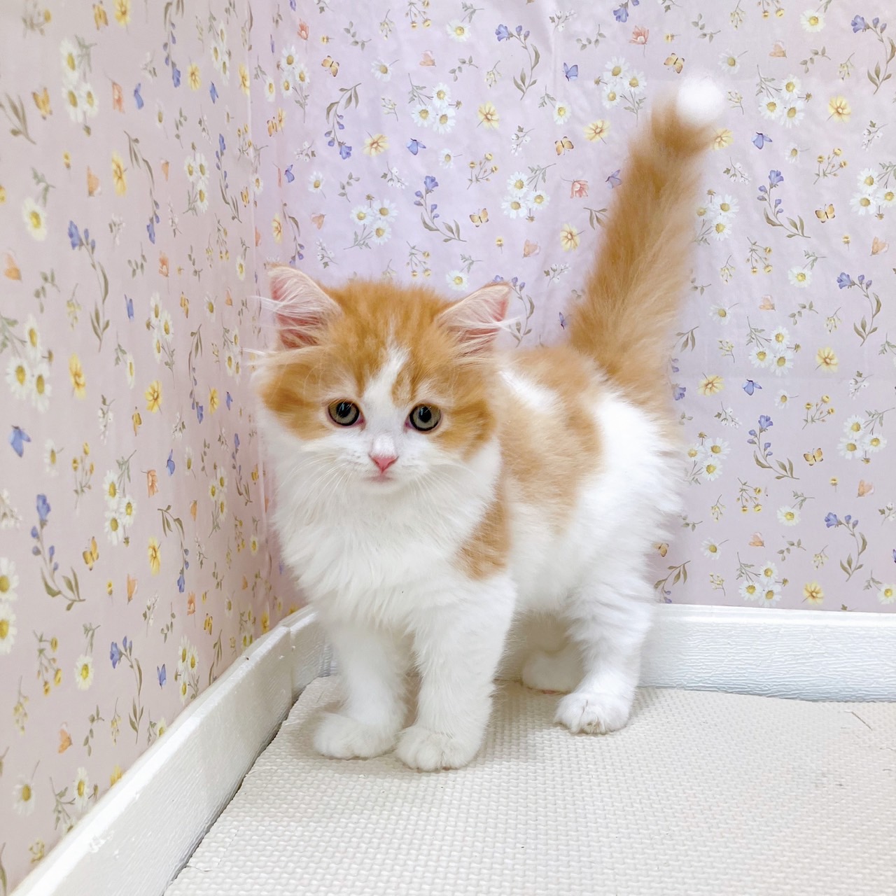 石川県のスコティッシュストレート (犬の家＆猫の里金沢店/2025年8月10日生まれ/女の子/レッドタビーホワイト)の子猫の4枚目の画像