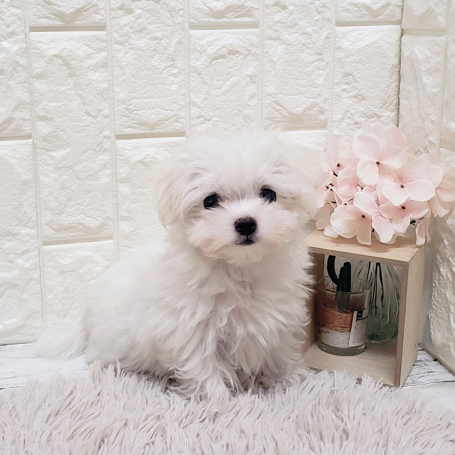 岡山県のマルチーズ (犬の家＆猫の里岡山店/2025年8月6日生まれ/男の子/ホワイト)の子犬の4枚目の画像