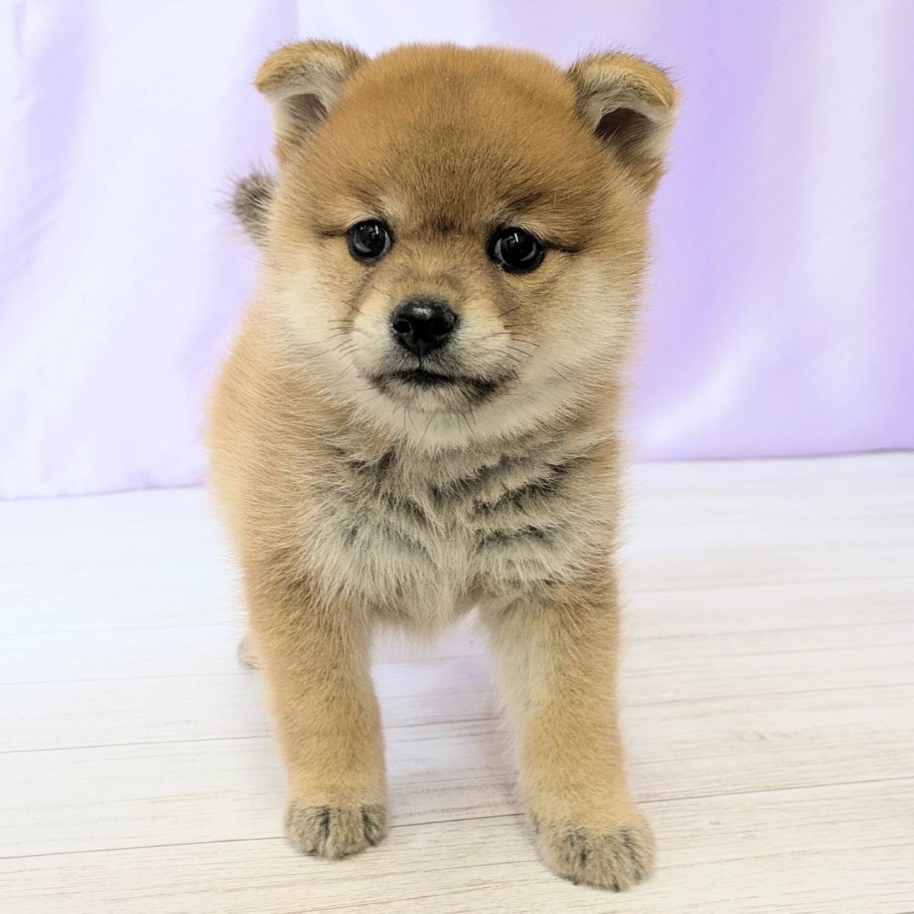 兵庫県のポメ柴/豆ポメ/ポメ豆柴(ポメラニアン×柴犬) (犬の家＆猫の里尼崎店/2025年8月10日生まれ/女の子/オレンジ)の子犬の4枚目の画像
