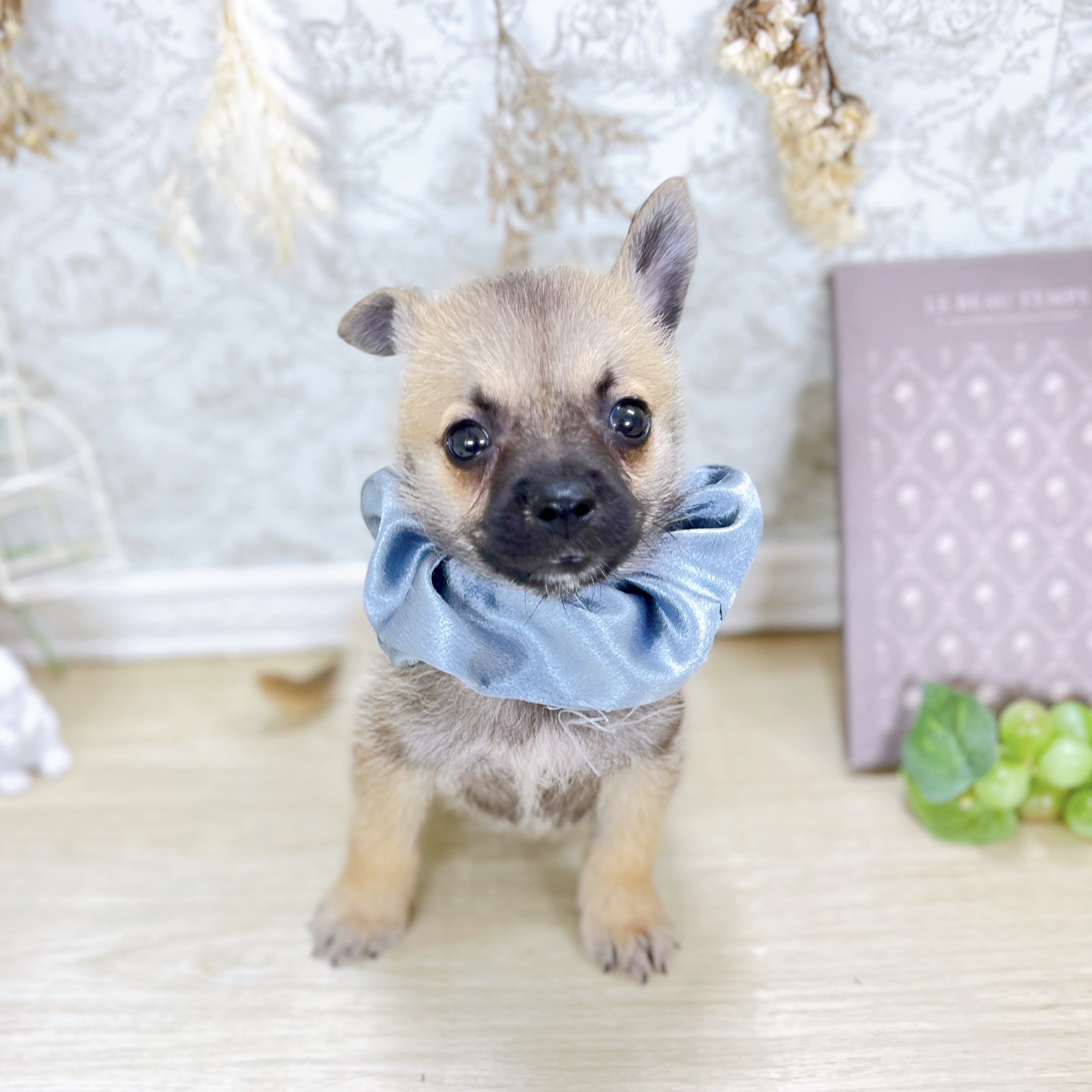 福井県のハーフ犬・ミックス犬 (犬の家＆猫の里アミーゴ福井大和田店/2025年8月8日生まれ/男の子/フォーン)の子犬の4枚目の画像