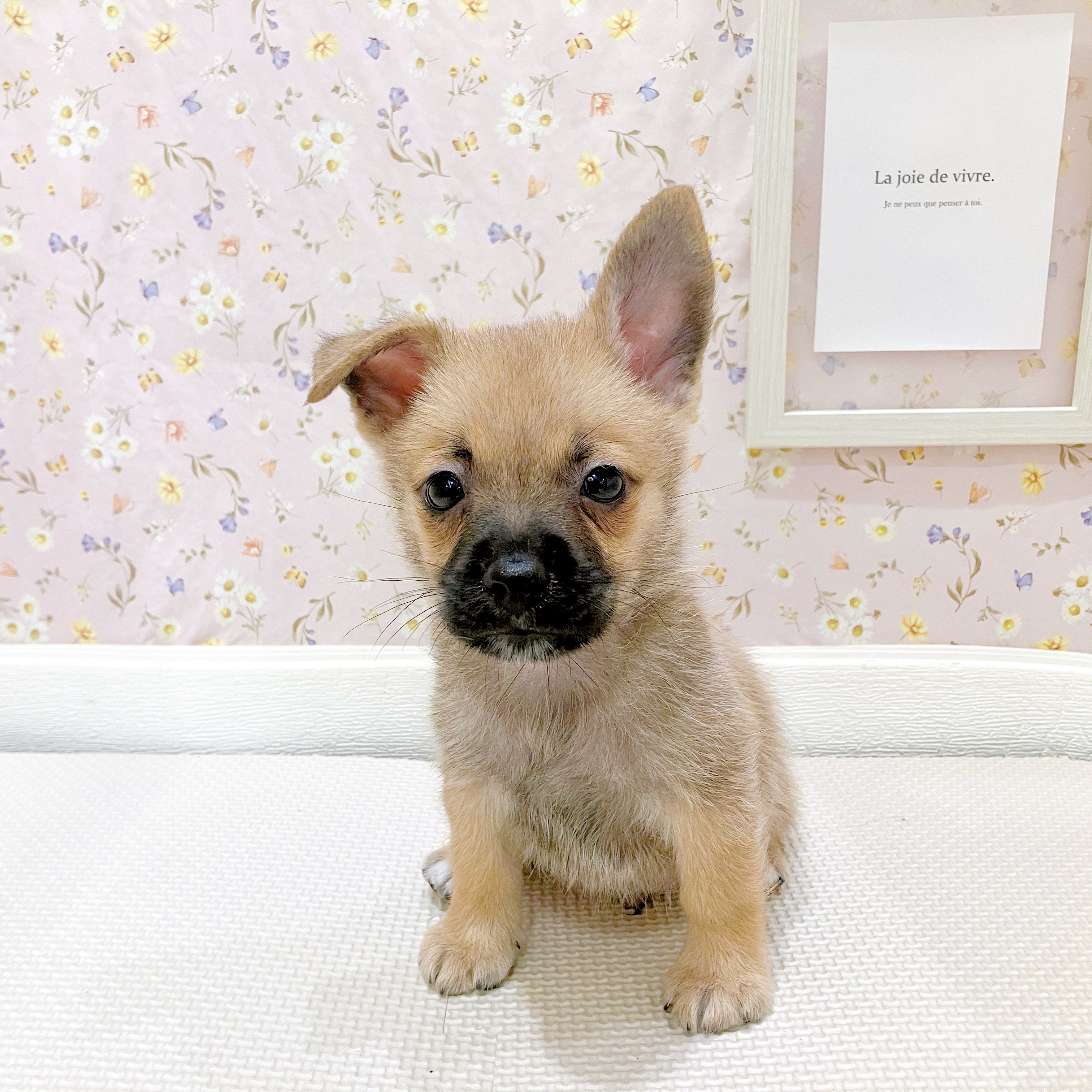 石川県のハーフ犬・ミックス犬 (犬の家＆猫の里金沢店/2025年8月8日生まれ/男の子/フォーン)の子犬の4枚目の画像